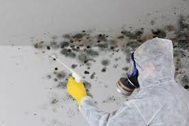 Langley, WA Mold Removal Services Company